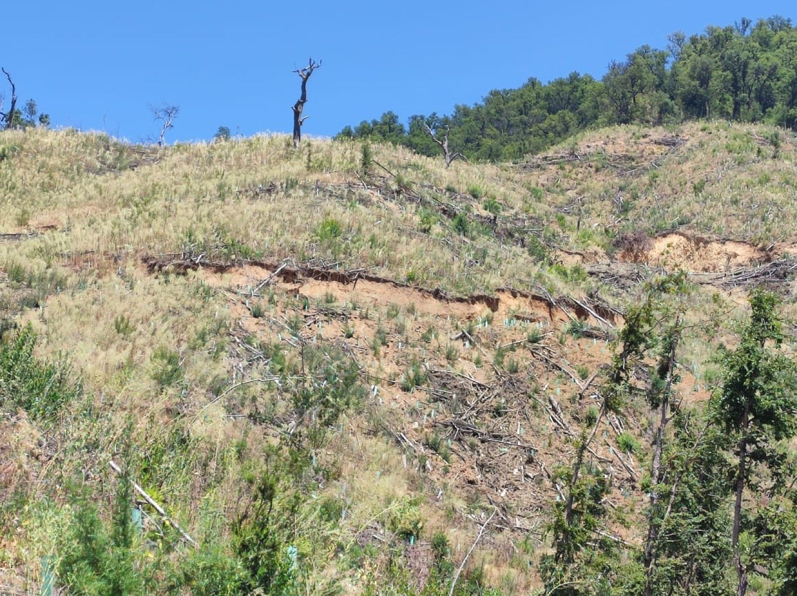 Ladera recién intervenida, antes de la restauración