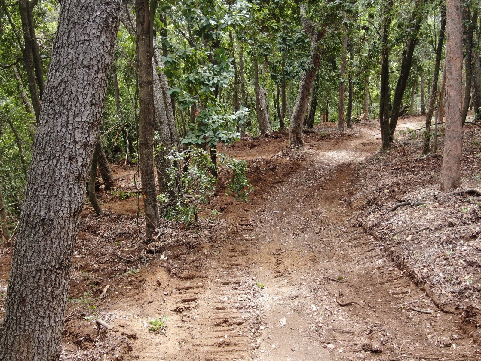 Bosque nativo chileno