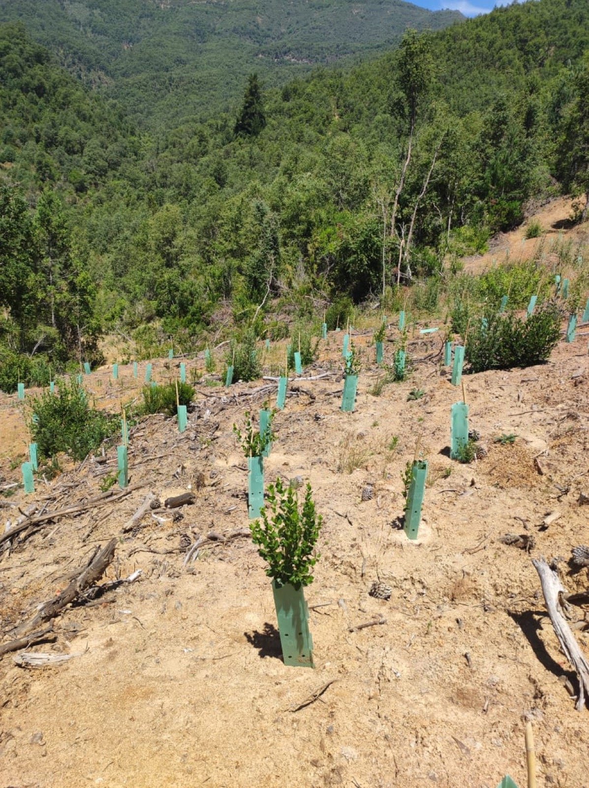 Establecimiento de especies nativas