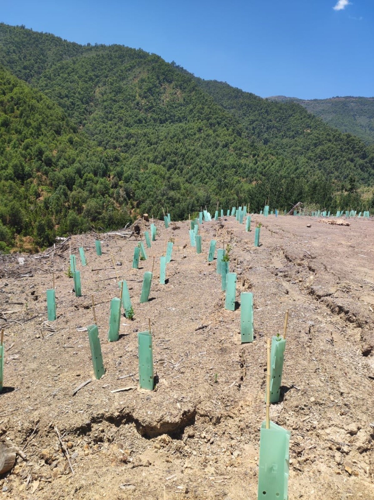 Restauración de ladera con especies nativas