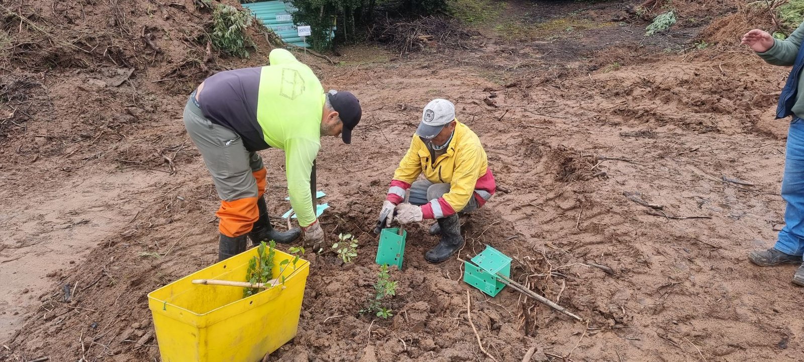 Manejo forestal y apertura de accesos