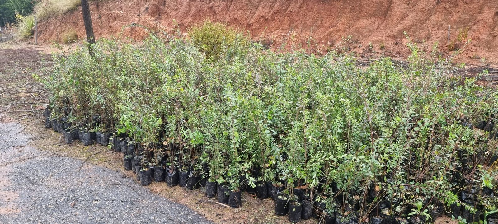 Manejo forestal y apertura de accesos