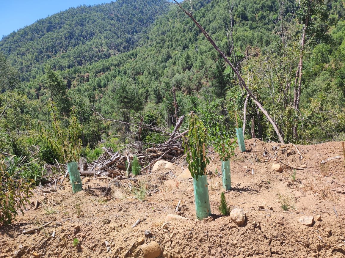 Establecimiento de especies nativas